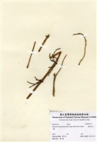 藏品(臺灣木賊)的圖片